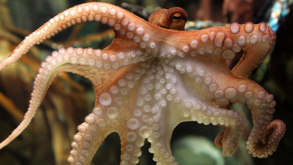 Clever octopus: Inky's mates have got previous - BBC News