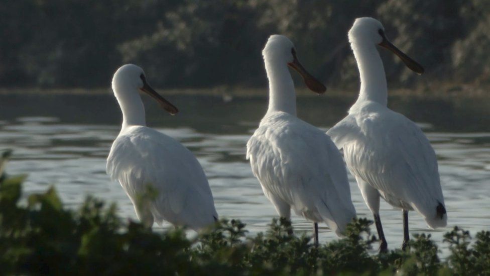 Spoonbills