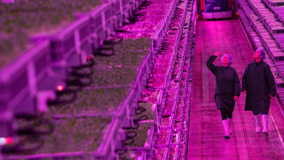 Workers at the vertical farm study the crops