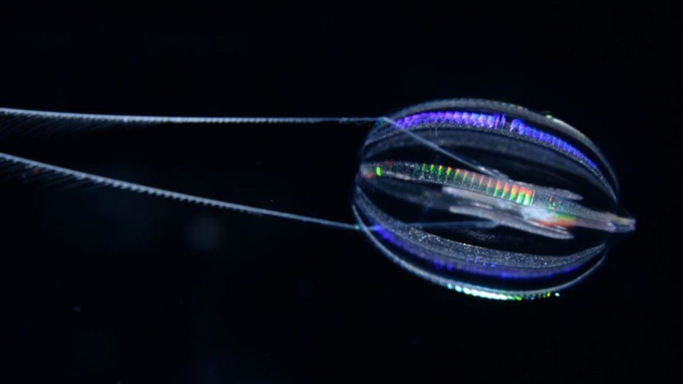 Ctenophore: Scientists Identify Jellyfish-like Animal As The Oldest ...