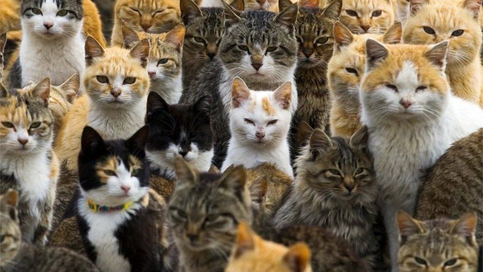 Cats crowd the harbour on Aoshima Island in the Ehime prefecture in southern Japan February 25, 2015