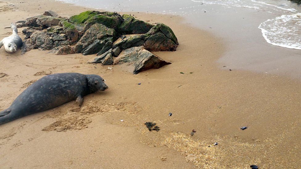 Seal found tangled in nets at Cruden Bay returned to sea BBC News