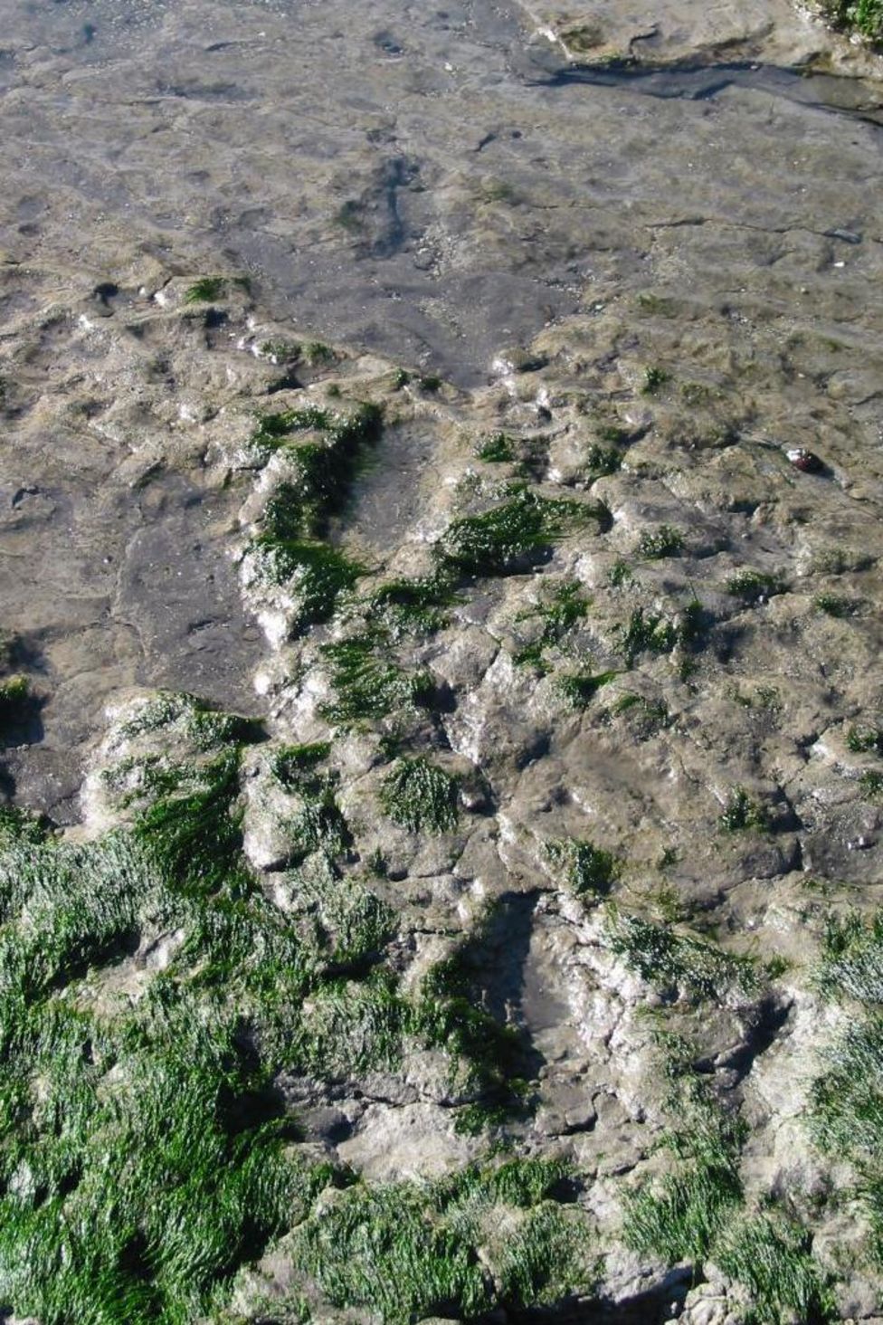 Skye dinosaurs 40 years of fossil discoveries on island BBC News