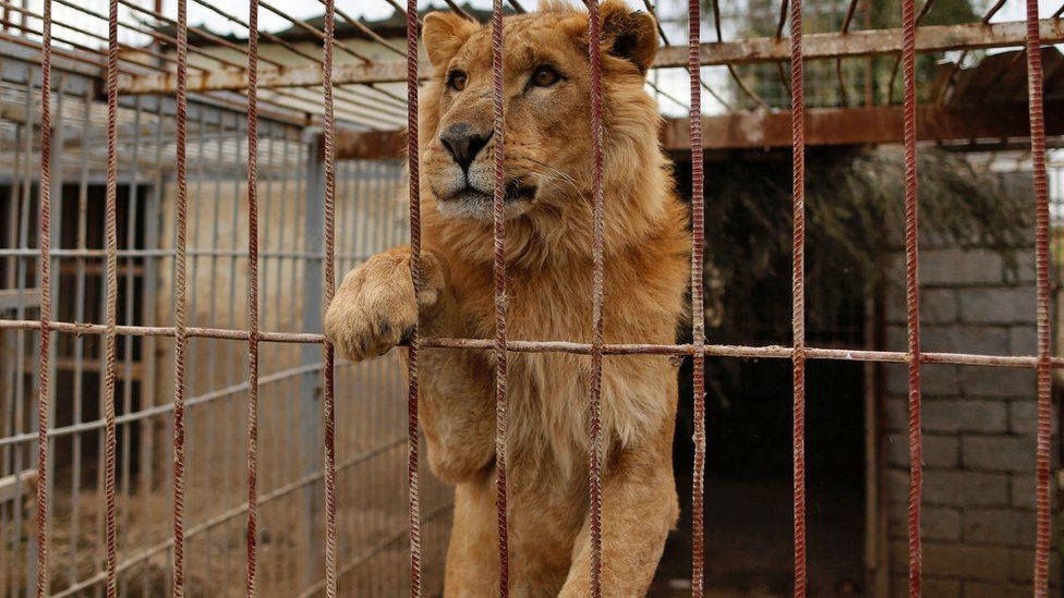 Rescued Middle East lions move into new S Africa home BBC News