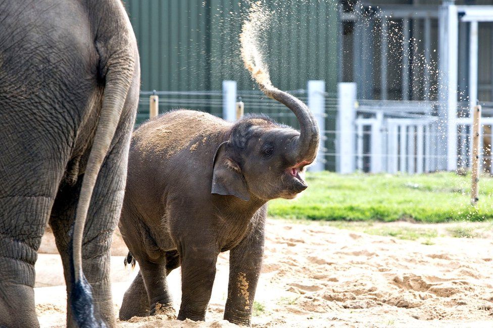 Queen feeds elephant banana at Whipsnade Zoo centre opening BBC News