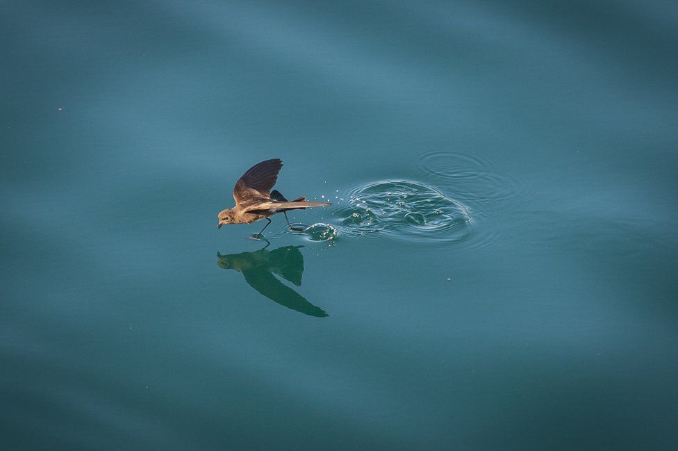 A storm petrel walking on water