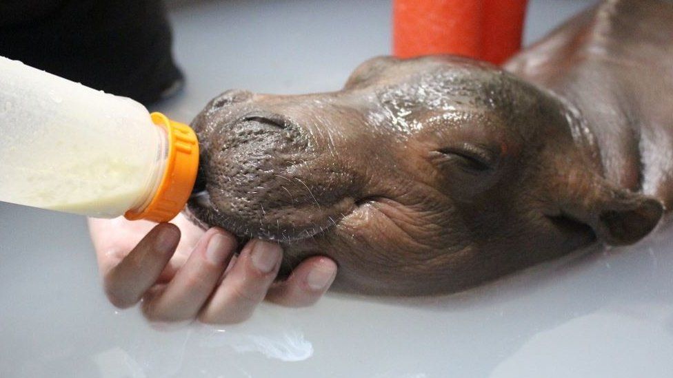 Fiona the hippo enjoys a bottle at Cincinnati Zoo & Botanical Garden