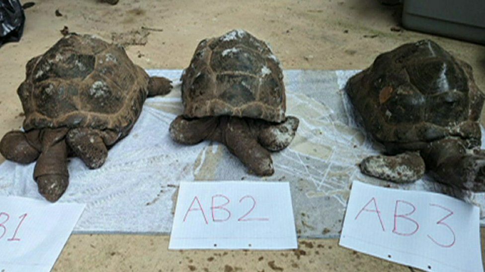 Three dead tortoises