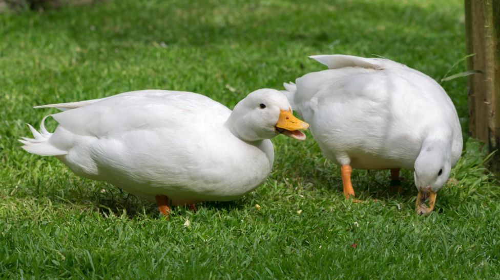 Hampsthwaite: Ducks plucked from pen in overnight theft - BBC News