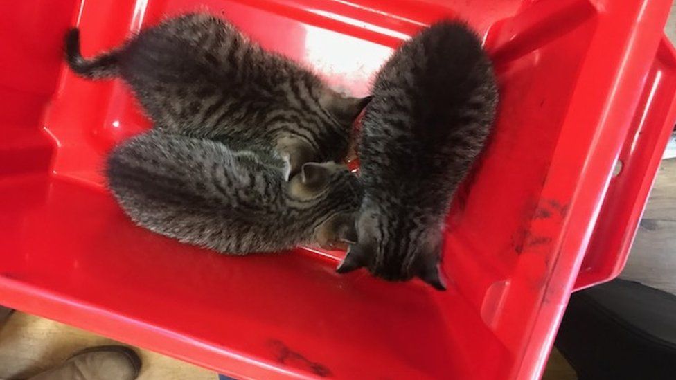 Three kittens stow away in car engine from Netherlands to Bracknell