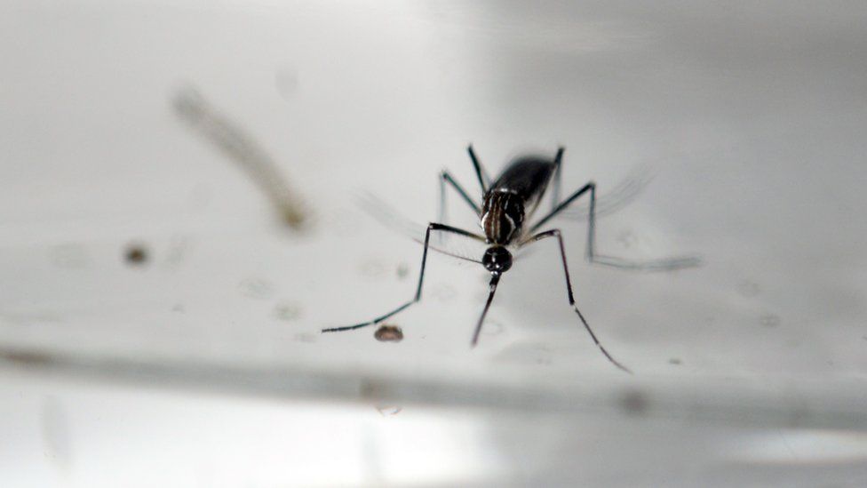 An Aedes Aegypti mosquito is photographed in a laboratory of control of epidemiological vectors in San Salvador, in this January 27, 2016