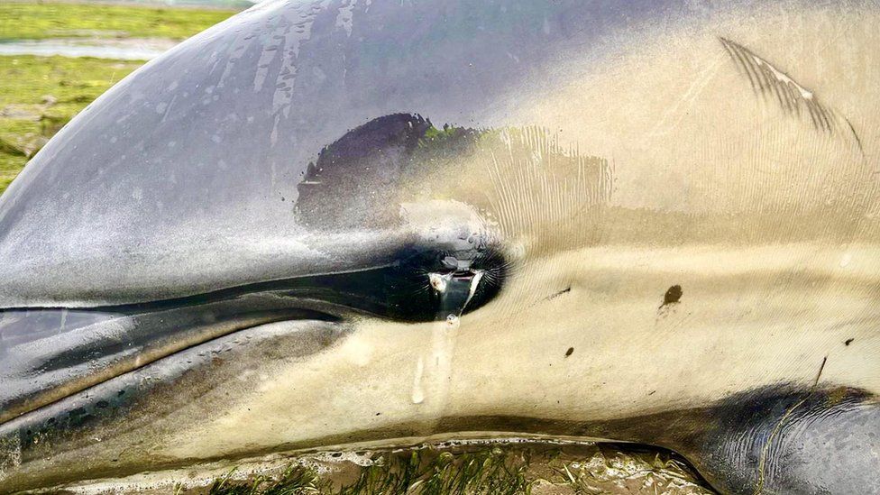 The dolphins were showing signs of eye damage after being stranded