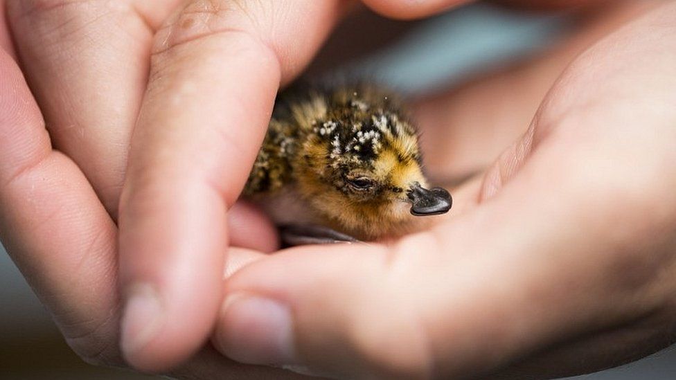 One of two captive breed spoon-billed sandpipers which sadly died shortly after hatching