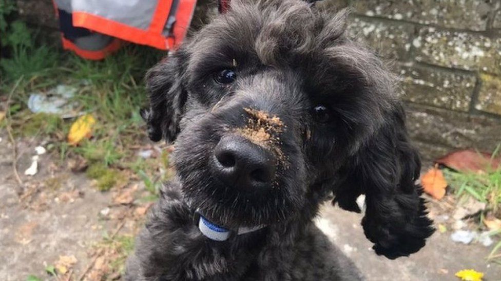 Jock the poodle was saved by firefighters after getting trapped under a building
