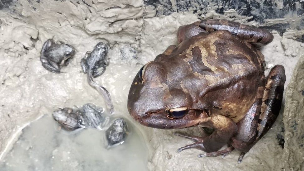 Frog with it's children