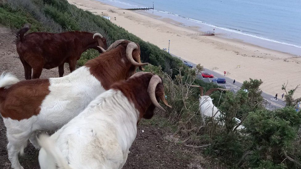 Bournemouth clifftop goat