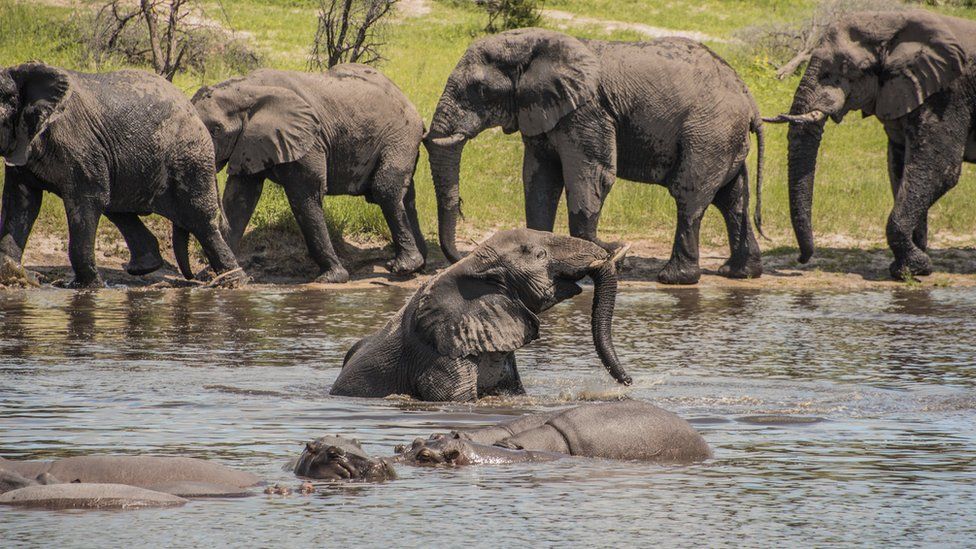 Male elephants socialising along the Boteti River