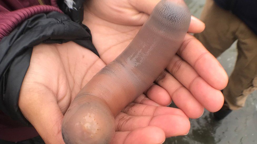 Fat innkeeper worm in Bodega Bay
