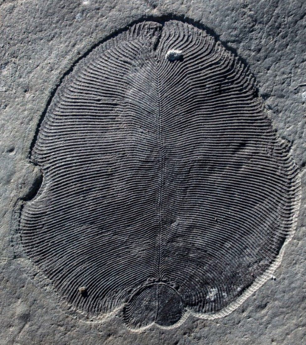 earliest-animal-fossils-are-identified-bbc-news