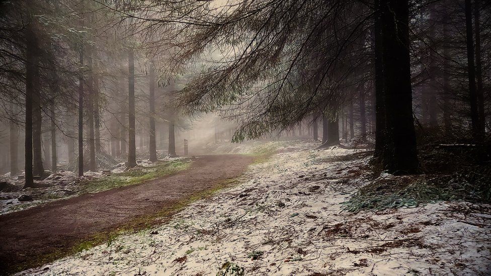 A snowy woodland