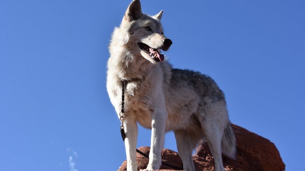 Timber wolf mix dog standing up high on a rock with a leash on