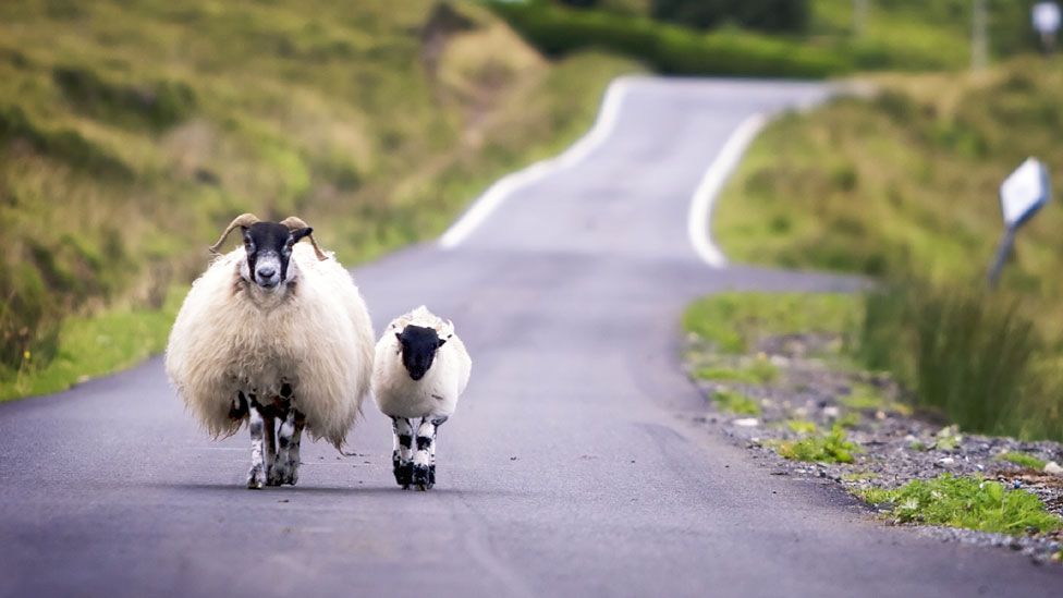 Ewe and lamb