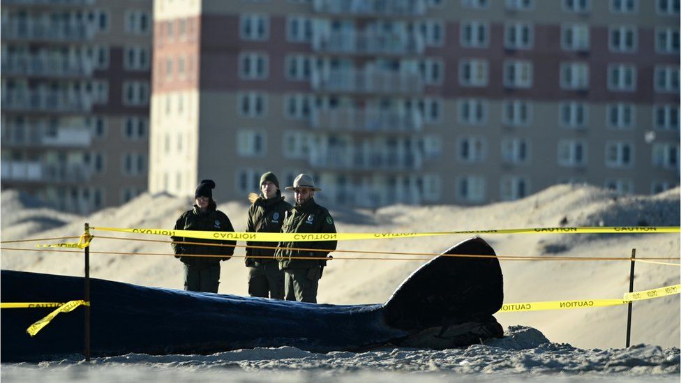 Dead whale laying on beach.