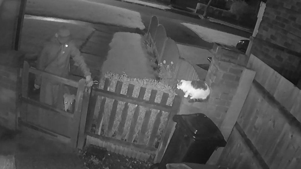 Cleo The Cat Amos Price Wanted Over Pelsall Animal Attack BBC News