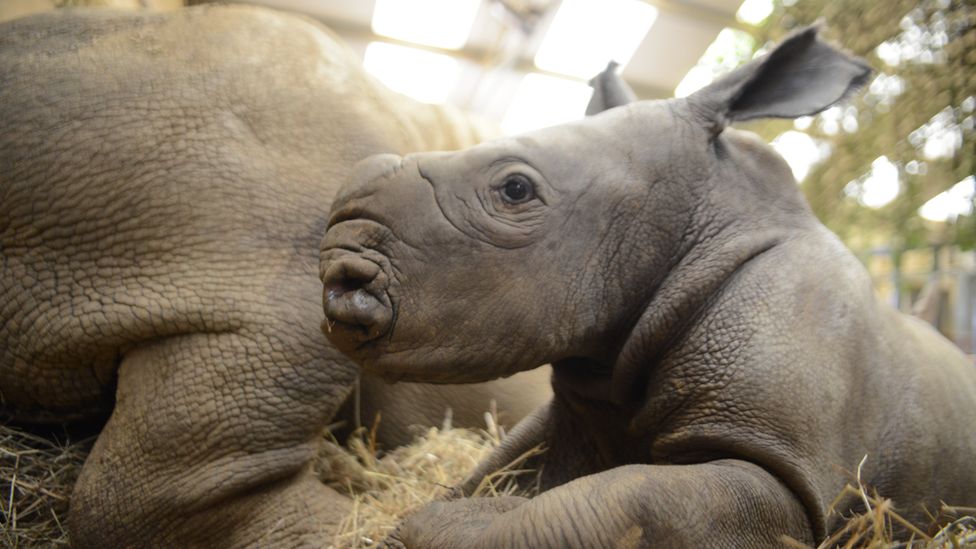 Cotswold Wildlife Park welcomes two baby white rhinos - BBC News