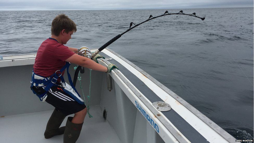 Canadian boy reels in massive tuna off Prince Edward Island - BBC News