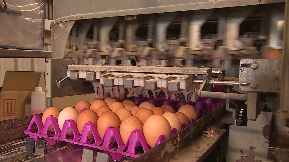 Cheltenham chicken lays giant egg - BBC News