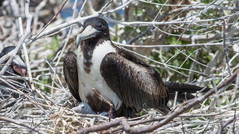 A frigatebird with a chick in March 2018