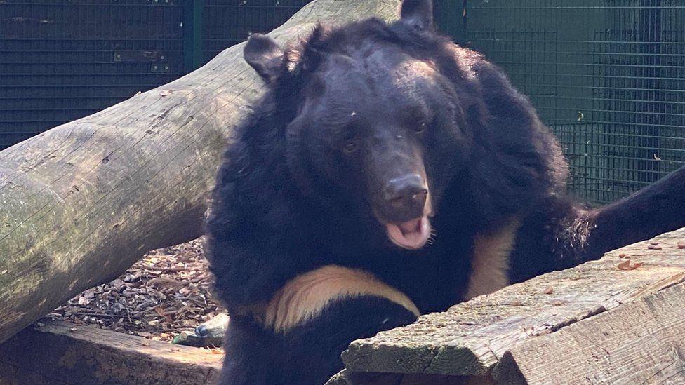 Yampil the Asiatic Black Bear