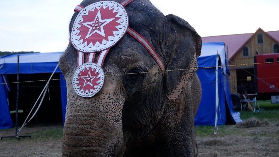Elephant in circus