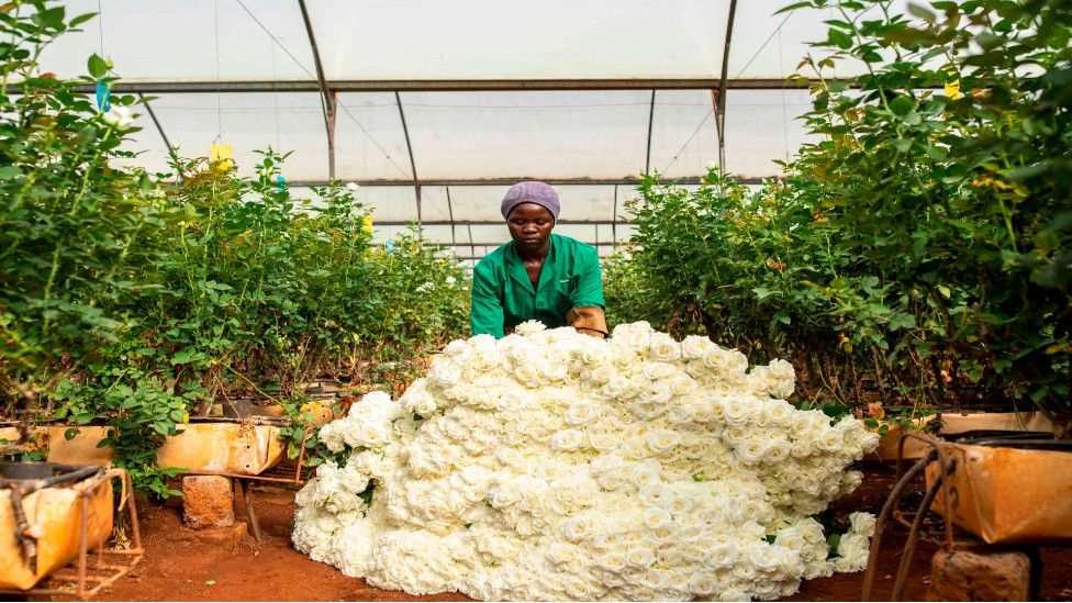 A worker piles up roses in a greenhouse at a flower farm in Kiambu County in Kenya - Tuesday 24 March 2020