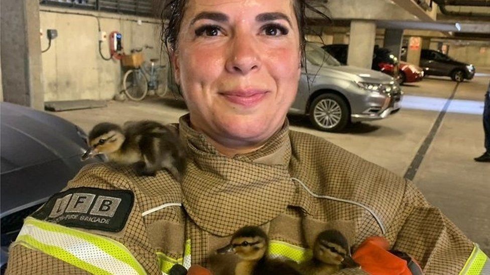 A firefighter holds three ducklings