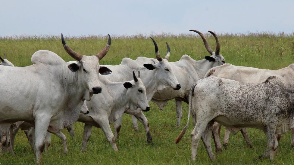 Herd of cattle close Nangbeto Dam at the Mono River, Togo