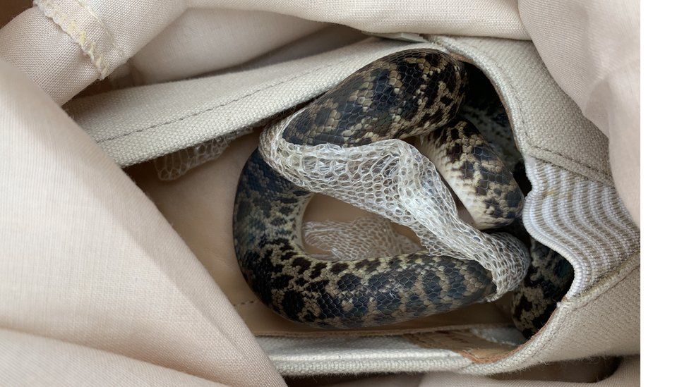 Snake in a shoe