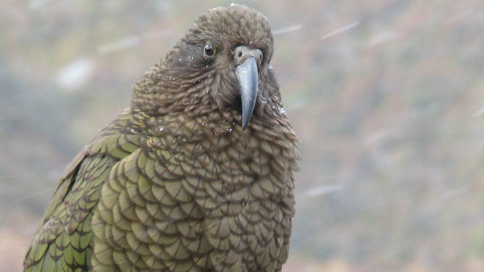 A kea in the wild