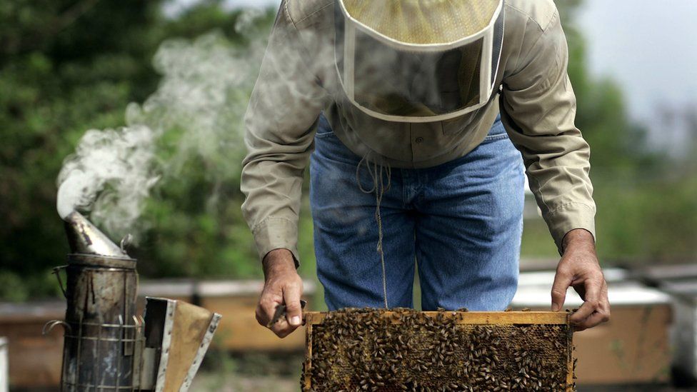 File image of a beekeeper