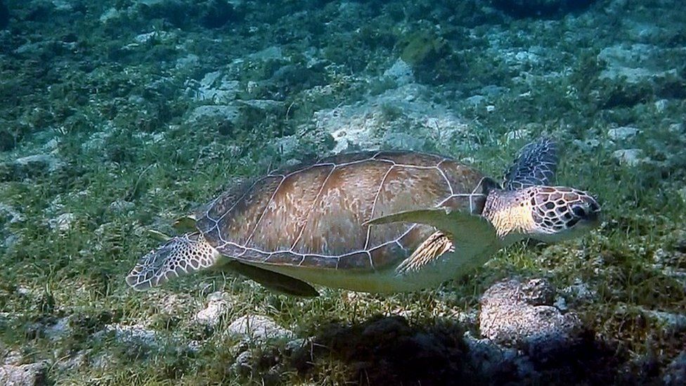A green turtle at Grand Cayman