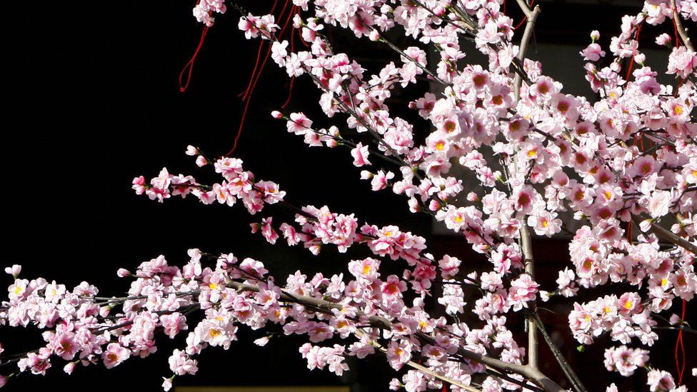 Chinese peach blossom