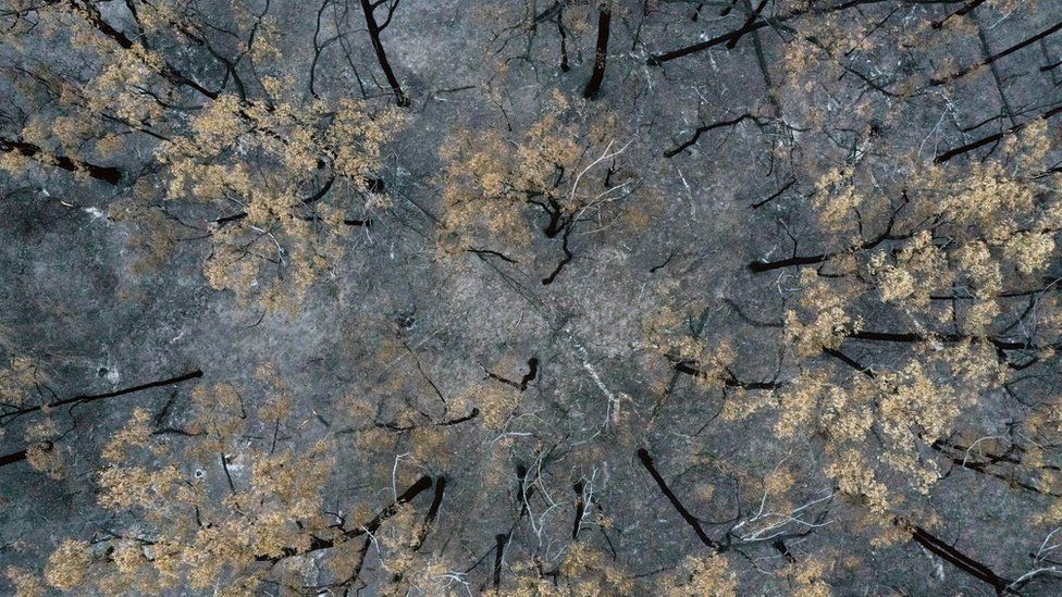 Overhead view of trees destroyed by bushfires in Australia