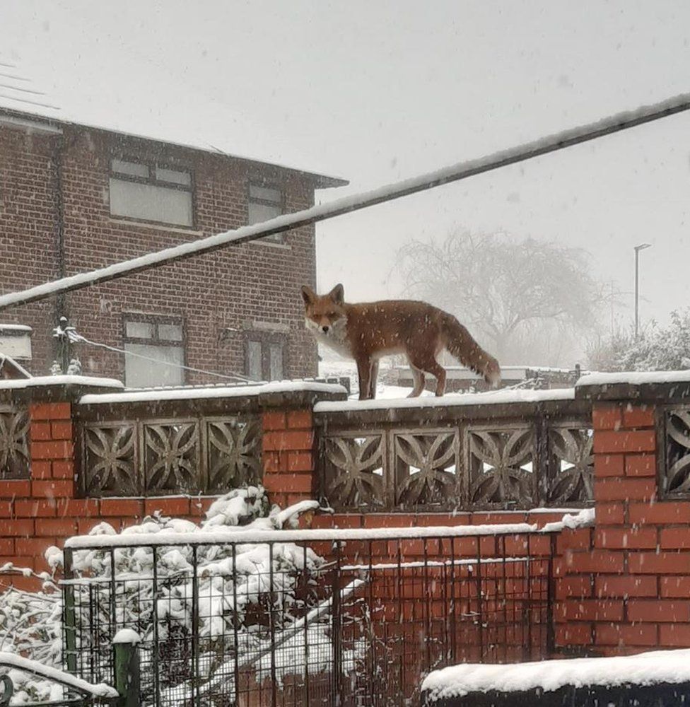 A fox standing in the snow on a brick wall