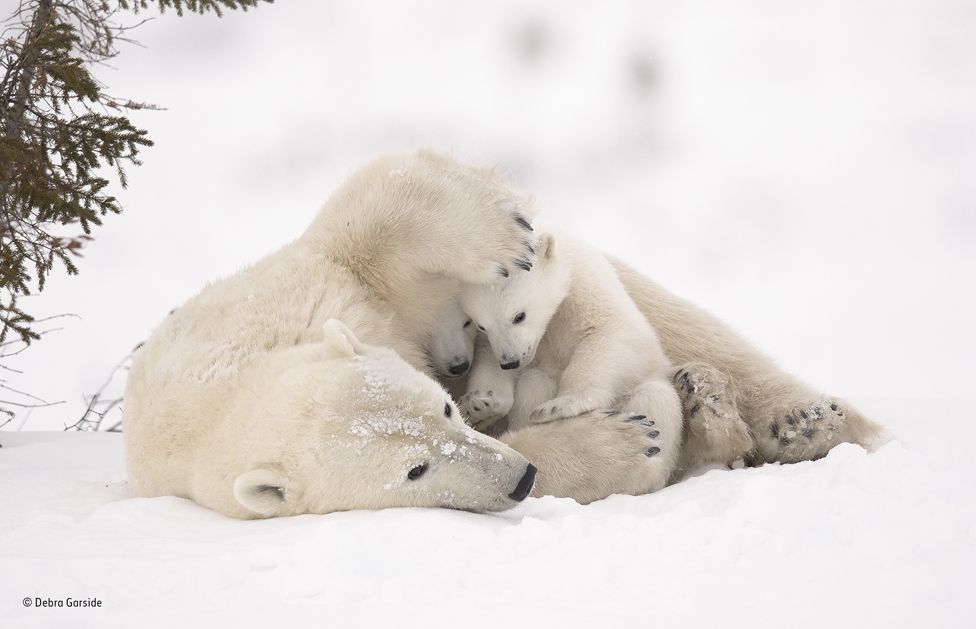 Polar bear family in Wapusk National Park, Manitoba, Canada