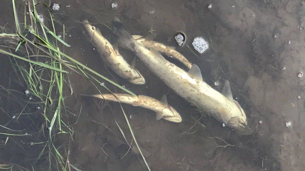 Dead fish in the river Teifi following a pollution incident in December 2016