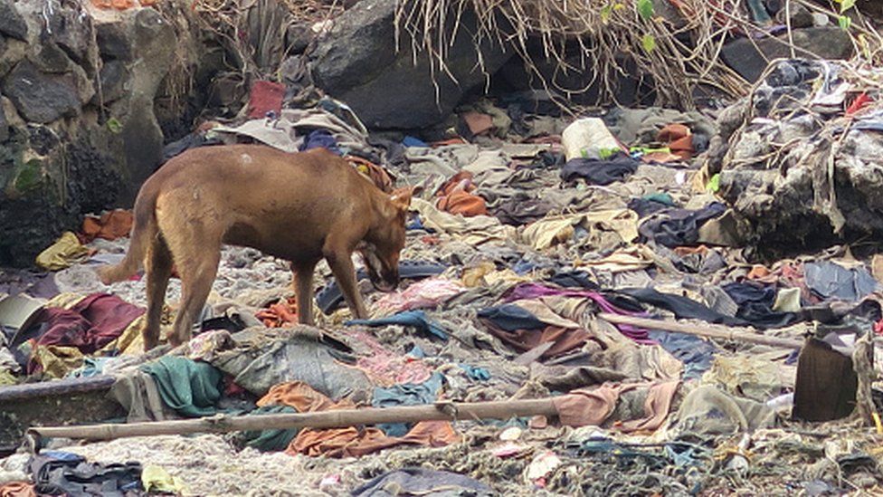A dog seen at a garbage dump
