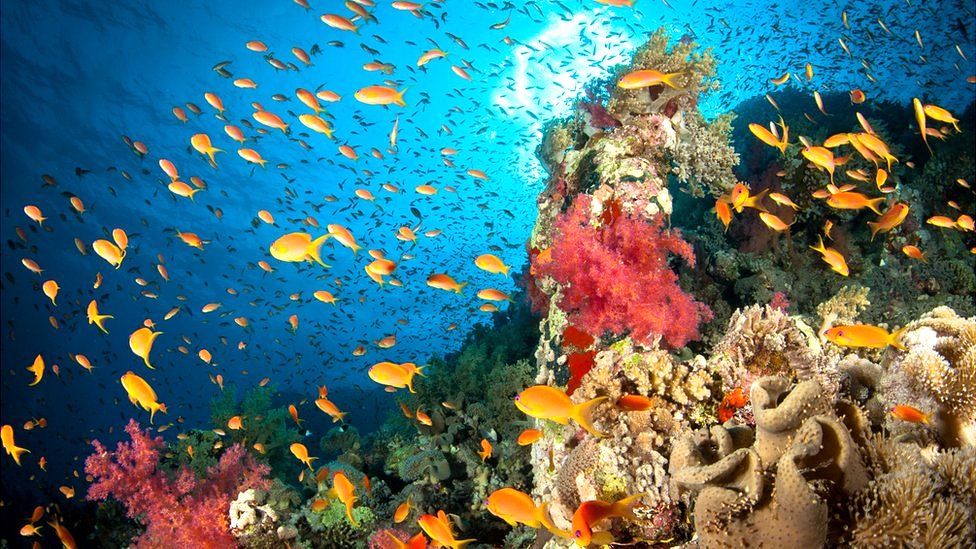 Разноцветные рыбки плавают вокруг процветающего кораллового рифа в Красном море у берегов Египта