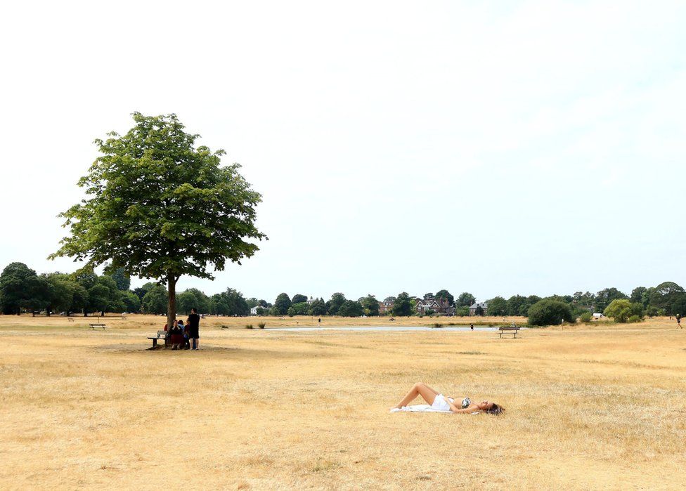 A woman sunbathes on the burnt dry grass on Wimbledon Common in London.