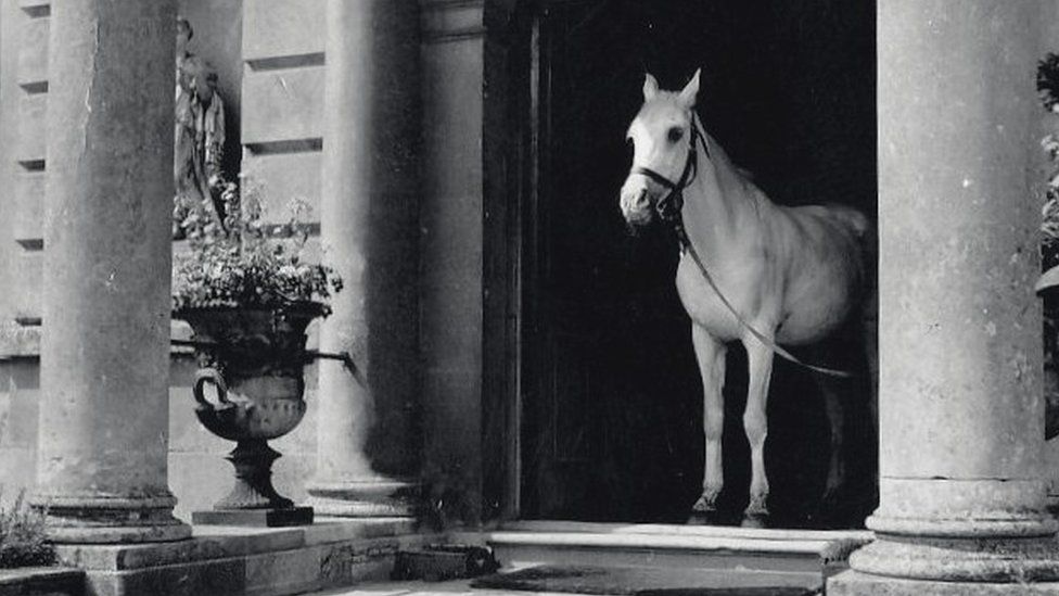 Penelope Betjeman's horse Moti arrives for tea at Faringdon